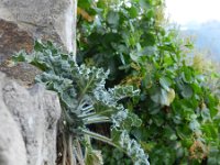 Hyoscyamus albus 36, Wit bilzekruid, Saxifraga-Rutger Barendse