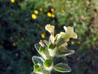 Hyoscyamus albus 4, Wit bilzekruid, Saxifraga-Jeroen Willemsen