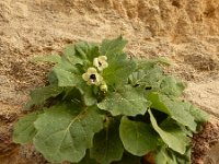 Hyoscyamus albus 40, Wit bilzekruid, Saxifraga-Ed Stikvoort