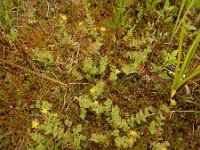 Hypericum anagalloides 3, Penninghertshooi, Saxifraga-Ed Stikvoort