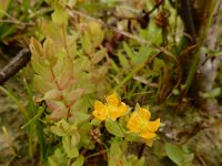 Hypericum anagalloides 4, Penninghertshooi, Saxifraga-Ed Stikvoort