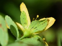 Hypericum humifusum 19, Liggend hertshooi, Saxifraga-Sonja Bouwman  797. Liggend hertshooi - Hypericum humifusum - Hypericaceae familie (i)