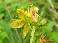 Hypericum maculatum ssp obtusiusculum 10, Kantig hertshooi, Saxifraga-Rutger Barendse