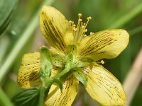 Hypericum maculatum ssp obtusiusculum 13, Kantig hertshooi, Saxifraga-Sonja Bouwman  774. Kantig hertshooi - Hypericum maculatum ssp. obtusiusculum - Hypericaceae familie (i)