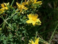 Hypericum maculatum ssp maculatum 2, Gevlekt hertshooi, Saxifraga-Jan van der Straaten