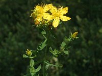 Hypericum maculatum ssp maculatum 5, Gevlekt hertshooi, Saxifraga-Marijke Verhagen