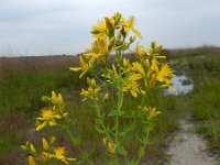 Hypericum perforatum 12, Sint-Janskruid, Saxifraga-Rutger Barendse