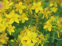 Hypericum perforatum 22, Sint-Janskruid, Saxifraga-National Botanical Garden of Latvia