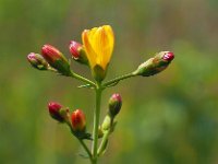 Hypericum pulchrum 15, Fraai hertshooi, Saxifraga-Hans Dekker