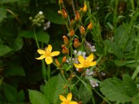 Hypericum pulchrum 17, Fraai hertshooi, Saxifraga-Ed Stikvoort