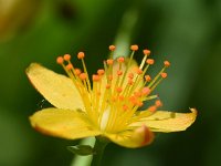 Hypericum pulchrum 18, Fraai hertshooi, Saxifraga-Sonja Bouwman  746. Fraai hertshooi - Hypericum pulchrum - Hypericaceae familie (i)