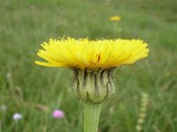 Hypochaeris maculata 11, Gevlekt biggenkruid, Saxifraga-Jasenka Topic