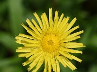 Hypochaeris maculata 14, Gevlekt biggenkruid, Saxifraga-Sonja Bouwman  1019. Gevlekt biggenkruid - Hypochaeris maculata - Asteraceae familie (uitgestorven)