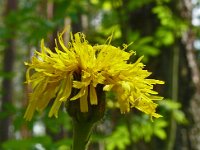 Hypochaeris maculata 19, Gevlekt biggenkruid, Saxifraga-Hans Grotenhuis