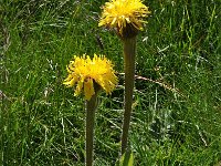 Hypochaeris uniflora 12, Saxifraga-Harry Jans