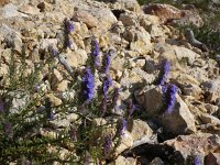 Hyssopus officinalis 1, Hyssop, Saxifraga-Jasenka Topic