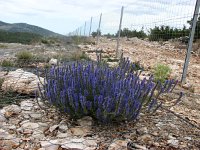 Hyssopus officinalis 3, Hyssop, Saxifraga-Jasenka Topic