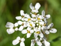 Iberis amara 2, Bittere scheefbloem, Saxifraga-Sonja Bouwman