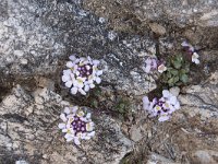 Iberis carnosa 8, Saxifraga-Willem van Kruijsbergen