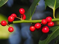 Ilex aquifolium 21, Hulst, Saxifraga-Hans Dekker