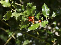 Ilex aquifolium 22, Hulst, Saxifraga-Jan Nijendijk