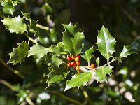 Ilex aquifolium 24, Hulst, Saxifraga-Jan Nijendijk