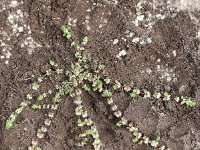 Illecebrum verticillatum 39, Grondster, Saxifraga-Sonja Bouwman  653. Grondster - Illecebrum verticillatum - Caryophyllaceae familie (i)