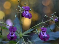 Impatiens glandulifera 81, Reuzenbalsemien, Saxifraga-Tom Heijnen