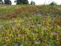 Inula britannica 27, Engelse alant, Saxifraga-Ed Stikvoort : Beuningerwaard