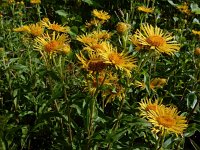 Inula britannica 28, Engelse alant, Saxifraga-Ed Stikvoort : Millingerwaard