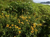 Inula britannica 31, Engelse alant, Saxifraga-Ed Stikvoort : Millingerwaard