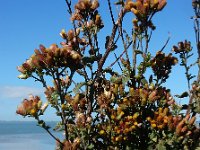 Inula conyzae 19, Donderkruid, Saxifraga-Ed Stikvoort : Beuningerwaard