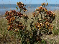 Inula conyzae 23, Donderkruid, Saxifraga-Ed Stikvoort : Beuningerwaard