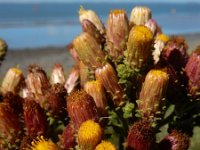 Inula conyzae 25, Donderkruid, Saxifraga-Ed Stikvoort : Beuningerwaard