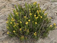 Inula crithmoides 10, Zeealant, Saxifraga-Willem van Kruijsbergen