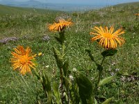 Inula orientalis 3, Saxifraga-Ed Stikvoort