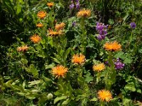 Inula orientalis 6, Saxifraga-Ed Stikvoort