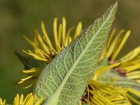 Inula racemosa 6, Trosalant, Saxifraga-Sonja Bouwman  968. Trosalant - Inula racemosa - Asteraceae familie (zw)