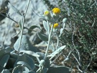 Inula verbascifolia 10, Saxifraga-Jan van der Straaten