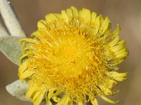 Inula verbascifolia 8, Saxifraga-Sonja Bouwman  Inula verbascifolia - Asteraceae familie; Dubrovnik (Kr)