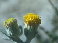 Inula verbascifolia 9, Saxifraga-Jan van der Straaten