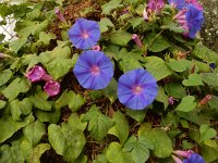 Ipomoea indica 2, Saxifraga-Ed Stikvoort