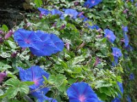 Ipomoea indica 9, Saxifraga-Ed Stikvoort