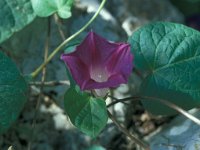 Ipomoea purpurea 14, Saxifraga-Jan van der Straaten