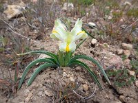 Iris caucasica