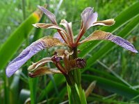 Iris foetidissima 11, Stinkende lis Saxifraga-Hans Grotenhuis