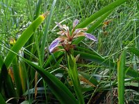 Iris foetidissima 12, Stinkende lis Saxifraga-Hans Grotenhuis