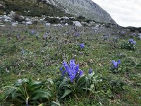 Iris planifolia 10, Saxifraga-Harry Jans