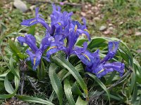 Iris planifolia 13, Saxifraga-Harry Jans