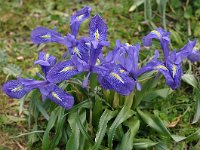 Iris planifolia 18, Saxifraga-Harry Jans